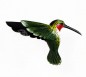 Mobile Preview: Kolibri, bemalt - ca. 15x17x4 cm