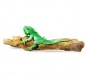 Preview: Leguan auf Holz - ca. 15 cm, liegend