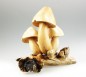 Pilzgruppe auf Würgfeigenholz, kegelförmige Kappe - ca. 7, 9, 12 cm