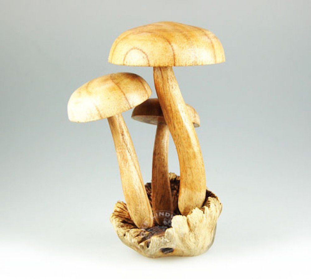 Pilzgruppe auf Würgfeigenholz, runde Kappe - ca. 7, 9, 12 cm